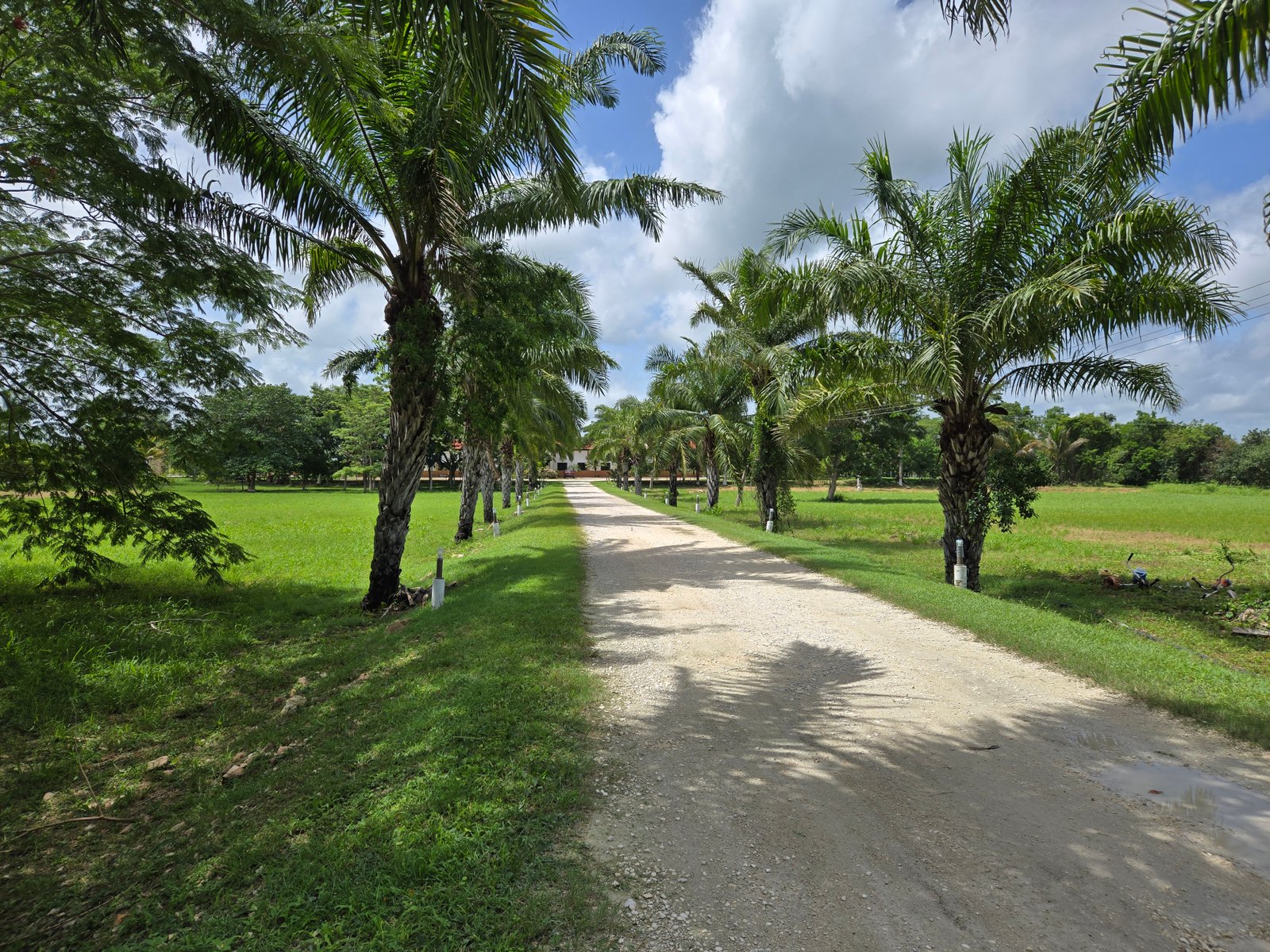 Galería Hotel Real Primaveras