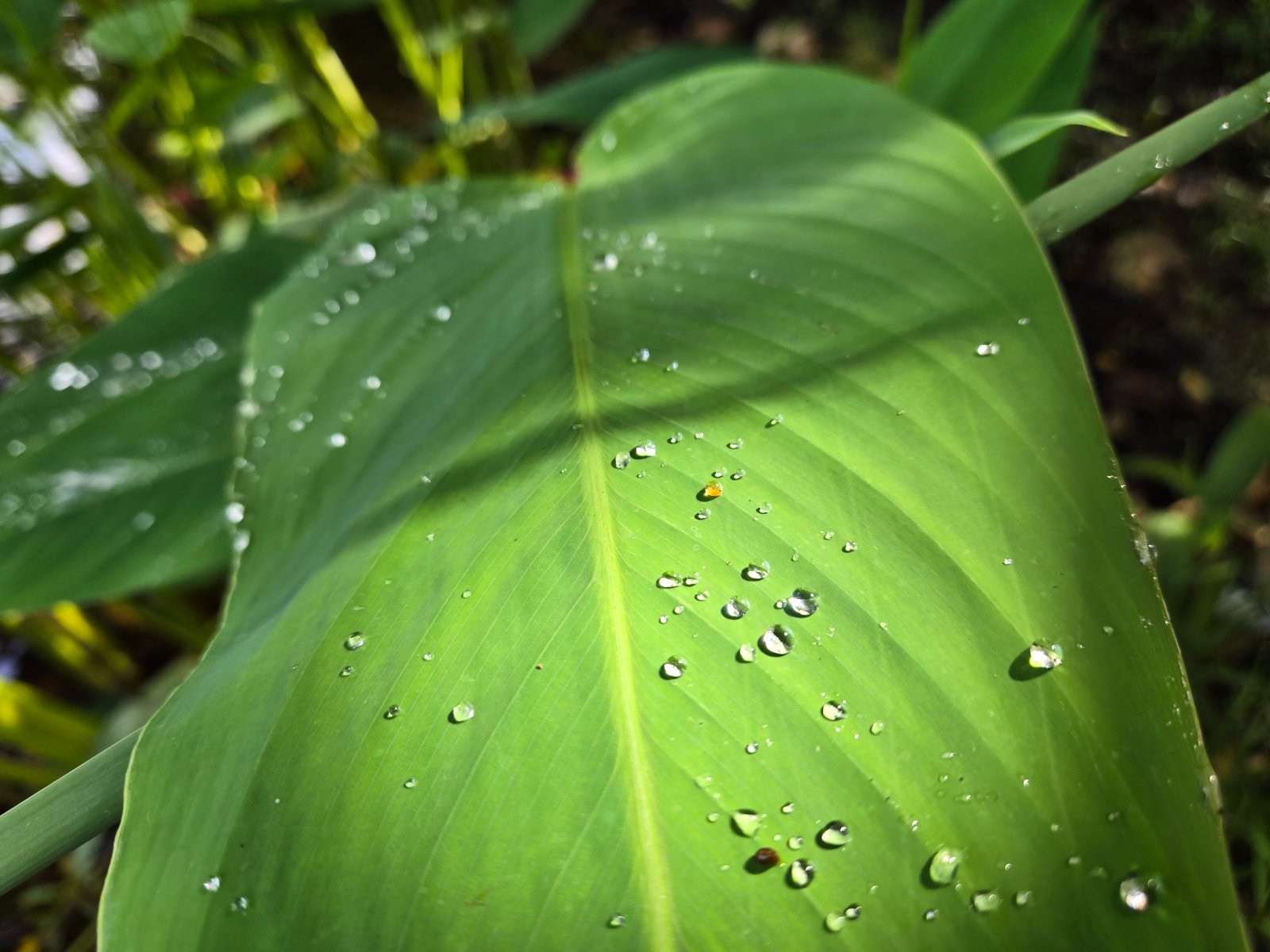 Galería Hotel Real Primaveras