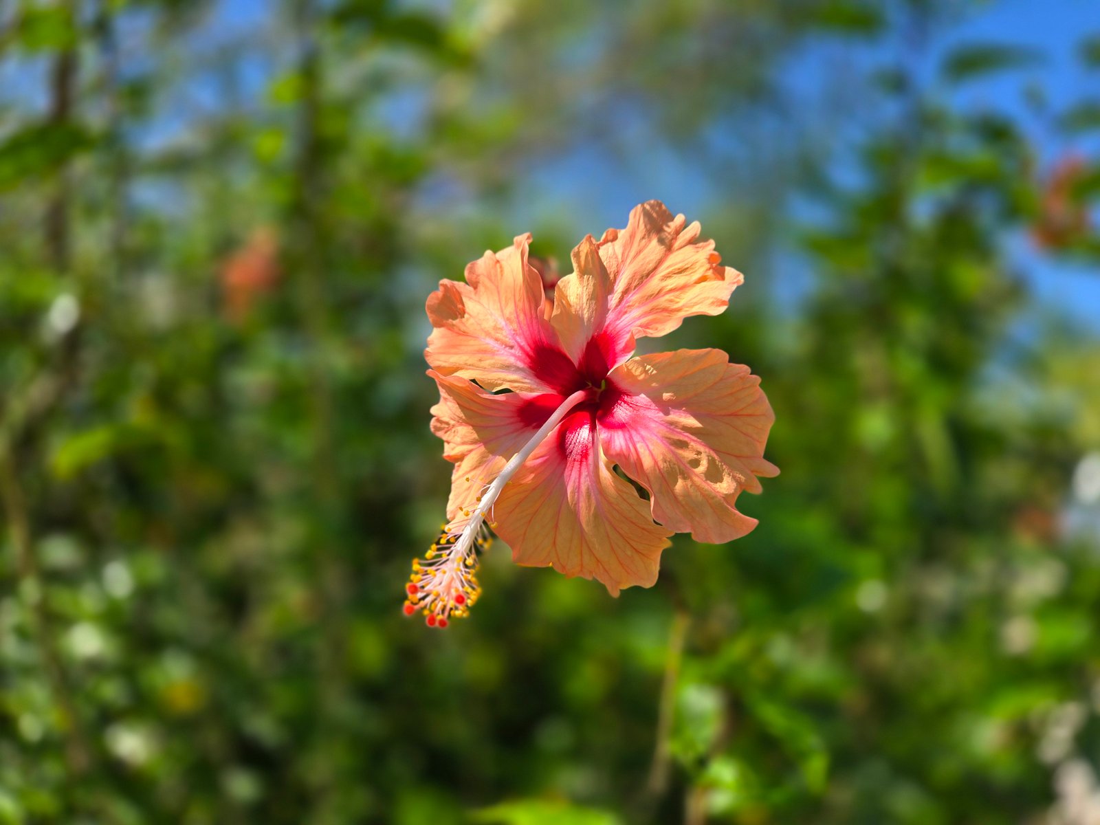 Galería Hotel Real Primaveras